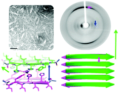 Graphical abstract: The amyloid architecture provides a scaffold for enzyme-like catalysts