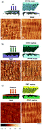 Graphical abstract: Hierarchical thermoplastic rippled nanostructures regulate Schwann cell adhesion, morphology and spatial organization