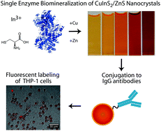 Graphical abstract: Enzymatic biomineralization of biocompatible CuInS2, (CuInZn)S2 and CuInS2/ZnS core/shell nanocrystals for bioimaging