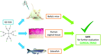 Graphical abstract: G2-S16 dendrimer as a candidate for a microbicide to prevent HIV-1 infection in women