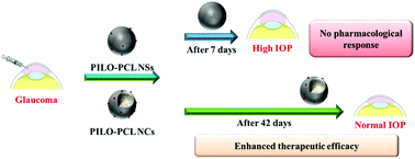 Graphical abstract: Poly(ε-caprolactone) nanocapsule carriers with sustained drug release: single dose for long-term glaucoma treatment