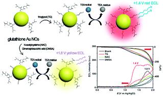 Graphical abstract: Red-emitted electrochemiluminescence by yellow fluorescent thioglycol/glutathione dual thiolate co-coated Au nanoclusters