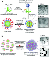 Graphical abstract: Signal self-enhancement by coordinated assembly of gold nanoparticles enables accurate one-step-immunoassays