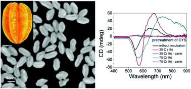 Graphical abstract: Fabricating chiroptical starfruit-like Au nanoparticles via interface modulation of chiral thiols