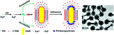 Graphical abstract: Controlled deposition of palladium nanodendrites on the tips of gold nanorods and their enhanced catalytic activity