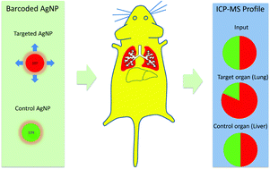 Graphical abstract: Ratiometric in vivo auditioning of targeted silver nanoparticles