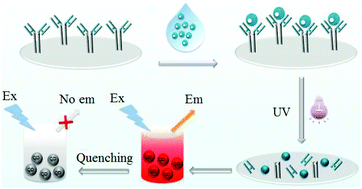 Graphical abstract: Label-free fluorescent immunoassay for Cu2+ ion detection based on UV degradation of immunocomplex and metal ion chelates