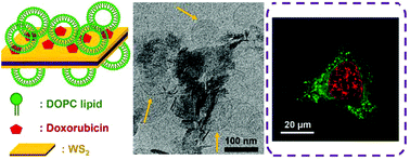 Graphical abstract: Hybrid nanomaterials of WS2 or MoS2 nanosheets with liposomes: biointerfaces and multiplexed drug delivery