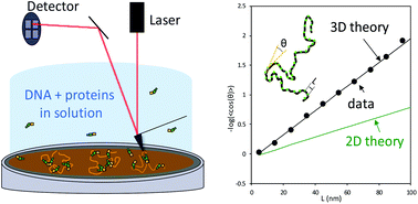 Graphical abstract: Accurate nanoscale flexibility measurement of DNA and DNA–protein complexes by atomic force microscopy in liquid