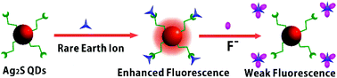 Graphical abstract: Rare earth ions enhanced near infrared fluorescence of Ag2S quantum dots for the detection of fluoride ions in living cells