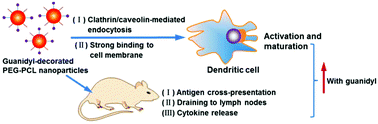 Graphical abstract: Engineering biodegradable guanidyl-decorated PEG-PCL nanoparticles as robust exogenous activators of DCs and antigen cross-presentation