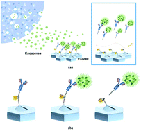 Graphical abstract: High-purity capture and release of circulating exosomes using an exosome-specific dual-patterned immunofiltration (ExoDIF) device