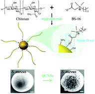 Graphical abstract: Antimicrobial carbon nanospheres