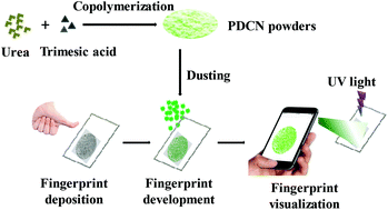 Graphical abstract: Phenyl-doped graphitic carbon nitride: photoluminescence mechanism and latent fingerprint imaging