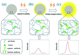 Graphical abstract: Responsive photonic barcodes for sensitive multiplex bioassay