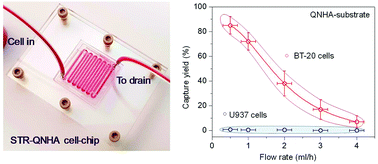 Graphical abstract: Microfluidic channel-coupled 3D quartz nanohole arrays for high capture and release efficiency of BT20 cancer cells