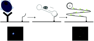 Graphical abstract: On-slide detection of enzymatic activities in selected single cells