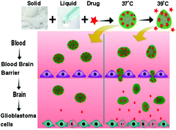 Graphical abstract: Enhanced blood brain barrier permeability and glioblastoma cell targeting via thermoresponsive lipid nanoparticles