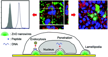 Graphical abstract: Efficient intracellular delivery of biomacromolecules employing clusters of zinc oxide nanowires