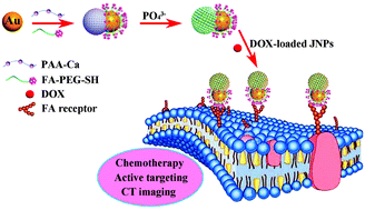 Graphical abstract: Tunable fabrication of folic acid-Au@poly(acrylic acid)/mesoporous calcium phosphate Janus nanoparticles for CT imaging and active-targeted chemotherapy of cancer cells