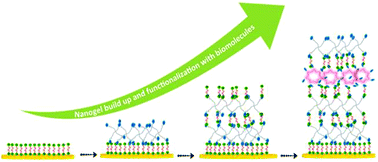 Graphical abstract: Step-by-step build-up of covalent poly(ethylene oxide) nanogel films