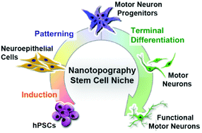 Graphical abstract: Nanotopography regulates motor neuron differentiation of human pluripotent stem cells