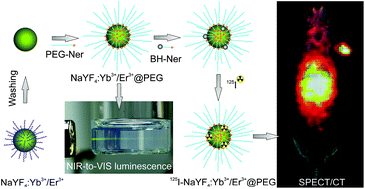 Graphical abstract: A simple neridronate-based surface coating strategy for upconversion nanoparticles: highly colloidally stable 125I-radiolabeled NaYF4:Yb3+/Er3+@PEG nanoparticles for multimodal in vivo tissue imaging