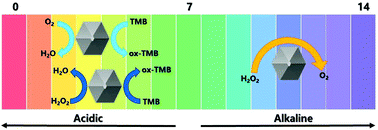 Graphical abstract: Nanodiamonds as pH-switchable oxidation and reduction catalysts with enzyme-like activities for immunoassay and antioxidant applications