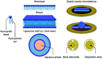 Graphical abstract: Adsorption and binding dynamics of graphene-supported phospholipid membranes using the QCM-D technique