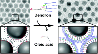 Graphical abstract: The dendritic effect and magnetic permeability in dendron coated nickel and manganese zinc ferrite nanoparticles