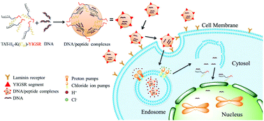 Graphical abstract: Enhanced gene transfection efficiency by use of peptide vectors containing laminin receptor-targeting sequence YIGSR