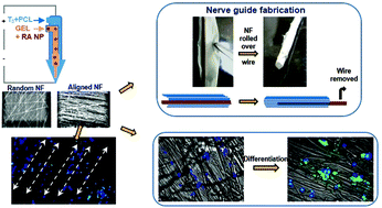 Graphical abstract: Tailored release of triiodothyronine and retinoic acid from a spatio-temporally fabricated nanofiber composite instigating neuronal differentiation