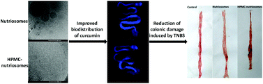 Graphical abstract: Nutriosomes: prebiotic delivery systems combining phospholipids, a soluble dextrin and curcumin to counteract intestinal oxidative stress and inflammation