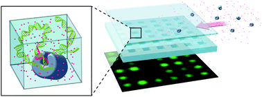 Graphical abstract: Concentrating and labeling genomic DNA in a nanofluidic array