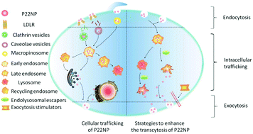 Graphical abstract: The combination of endolysosomal escape and basolateral stimulation to overcome the difficulties of “easy uptake hard transcytosis” of ligand-modified nanoparticles in oral drug delivery