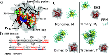 Graphical abstract: Concentration-dependent binding of CdSe quantum dots on the SH3 domain