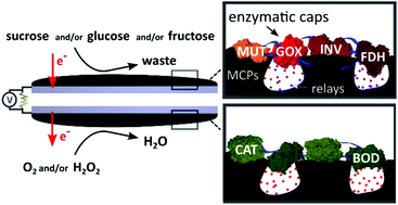 Graphical abstract: Switchable aerobic/anaerobic multi-substrate biofuel cell operating on anodic and cathodic enzymatic cascade assemblies