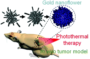 Graphical abstract: Unexpected formation of gold nanoflowers by a green synthesis method as agents for a safe and effective photothermal therapy