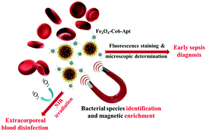 Graphical abstract: Bacterial species-identifiable magnetic nanosystems for early sepsis diagnosis and extracorporeal photodynamic blood disinfection
