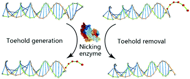 Graphical abstract: Nicking enzyme-controlled toehold regulation for DNA logic circuits