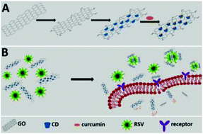 Graphical abstract: Synergistic antiviral effect of curcumin functionalized graphene oxide against respiratory syncytial virus infection