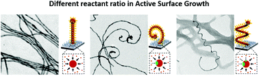 Graphical abstract: Spirals and helices by asymmetric active surface growth
