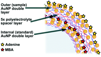 Graphical abstract: Tuning plasmons layer-by-layer for quantitative colloidal sensing with surface-enhanced Raman spectroscopy