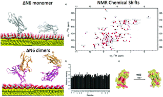 Graphical abstract: Citrate stabilized gold nanoparticles interfere with amyloid fibril formation: D76N and ΔN6 β2-microglobulin variants