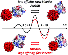 Graphical abstract: Binding kinetics of ultrasmall gold nanoparticles with proteins