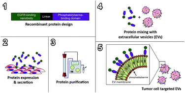Graphical abstract: Recombinant phosphatidylserine-binding nanobodies for targeting of extracellular vesicles to tumor cells: a plug-and-play approach