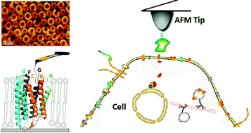 Graphical abstract: Nanoscale imaging and force probing of biomolecular systems using atomic force microscopy: from single molecules to living cells