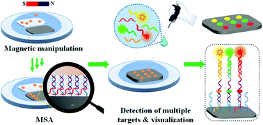 Graphical abstract: Macroscopic supramolecular assembly to fabricate multiplexed DNA patterns for potential application in DNA chips