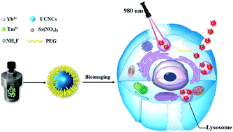 Graphical abstract: A specific HeLa cell-labelled and lysosome-targeted upconversion fluorescent probe: PEG-modified Sr2YbF7:Tm3+