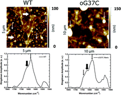 Graphical abstract: Interaction of Aβ1–42 peptide or their variant with model membrane of different composition probed by infrared nanospectroscopy